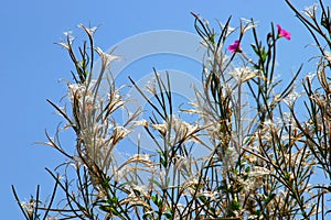 Plants on Blue Sky photo