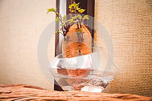 Plants, bonsai, decoration,