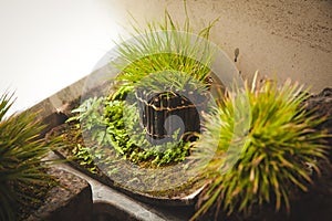 Plants, bonsai, decoration,