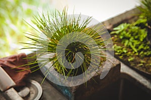 Plants, bonsai, decoration,