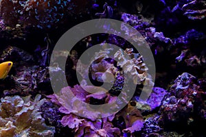 Plants at the bottom of the ocean. Flora under water, ocean life. Background to place text