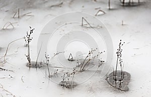 Plants breaking through Ice on Loch Pityoulish in Scotland.