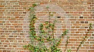 Plants on a brick wall