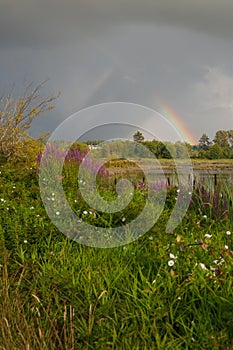 Plants, bush, lake and rainbow