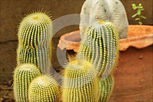 Plants cactus desert