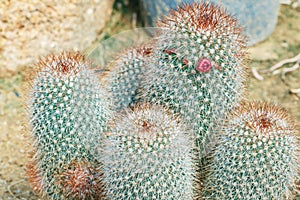 Plants cactus desert