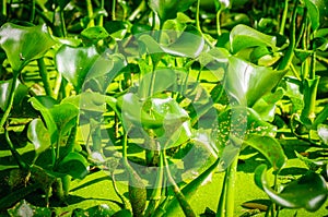 Plants Calla marsh on water in the lake