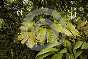 Plants in a caribbean village gardens, Costa Rica