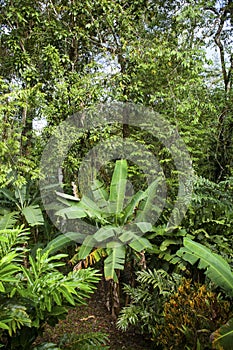 Plants in a caribbean village gardens, Costa Rica