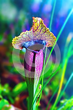 Plants carnivorous flower sarracenia exornatap