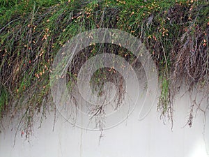 Plants Cascading Over White Stucco Wall