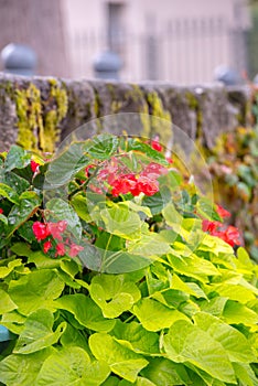 Plants in the Castle of Foix, Cathar country, Ariege, Midi pyrenees, France