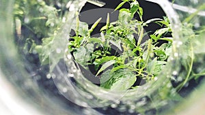 This is a the plants cayenne very nteresting and beautiful