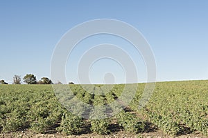Plants of chickpeas in the agricultural field