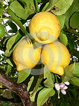 Plants. Citrus limon