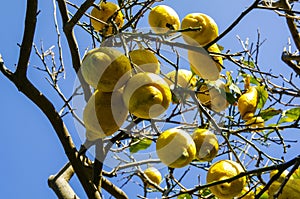 Plants. Citrus limon