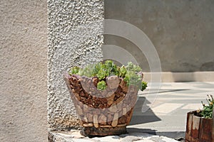 Plants in a clay pot as a decoration of a Mediterranean garden