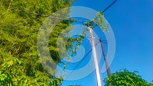 Plants that climb electricity poles