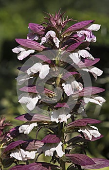 Plants: Close up of Acanthus Hirsutus subsp. Syriacus, aka Syrian Bear`s Breech. 2