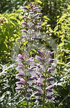 Plants: Close up of Acanthus Hirsutus subsp. Syriacus, aka Syrian Bear`s Breech. 3