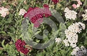 Plants: Close up of Achillea Millefolium `Red Velvet`, Yarrow flowers. 2