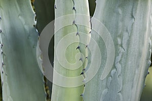 Plants: Close up of spikey leaves of Agave, Agave Americana AKA Maguey or the Century Plant. 31