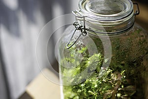 Plants in a closed glass bottle. Terrarium jar small ecosystem