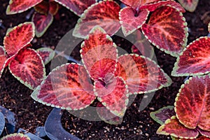 Plants of Coleus Blumei, close up view