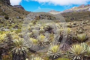 Plants in Colombia