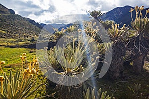 Plants in Colombia