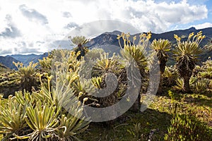 Plants in Colombia