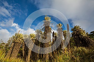 Plants in Colombia