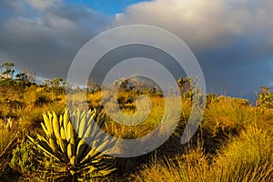 Plants in Colombia