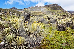 Plants in Colombia