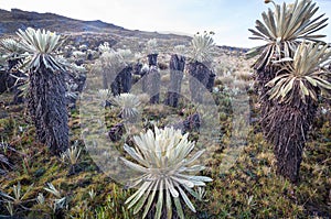 Plants in Colombia