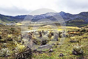 Plants in Colombia