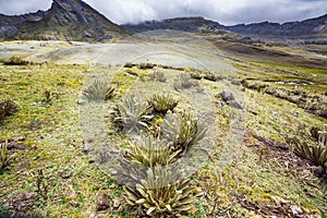 Plants in Colombia