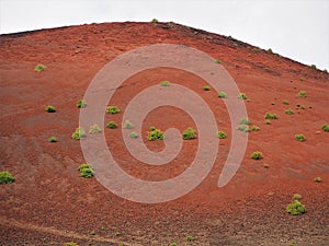 Plants colonising the red oxidised surface of Montana Colorado volcano, Lanzarote