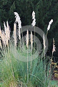 Plants in the color of green and brights