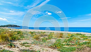 Plants in Colostrai shore