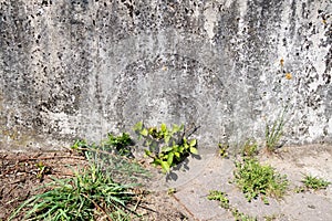 Plants at a concrete wall in geeste emsland germany