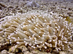 Plants on coral reef