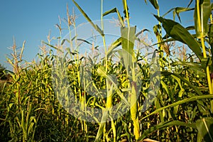 Plants Corn On Agricultural Field In Sunny Day In Summer