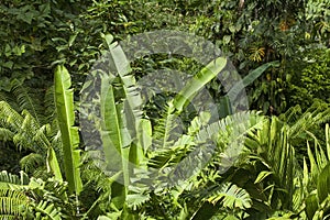 Plants in a Costa Rica gardens