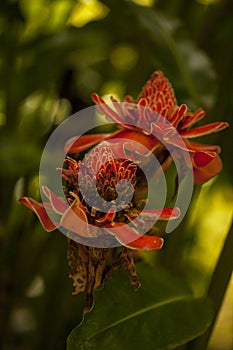 Plants in a Costa Rica gardens. Ginger flower.