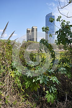 Plants of the Costanera Sur Ecological Reserve and buildings of Puerto Madero photo