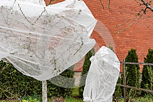 plants covered with agrofilm, protecting trees and bushes from spring frosts, protecting flowering bushes during low temperatures