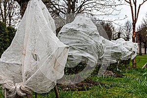 plants covered with agrofilm, protecting trees and bushes from spring frosts, protecting flowering bushes during low temperatures