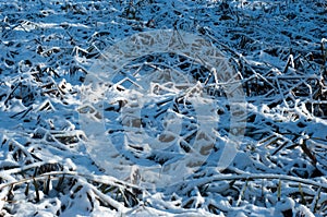 Plants covered with first snow. Winter wallpaper in a sunny day