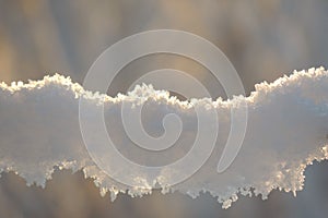 Plants covered with snow.